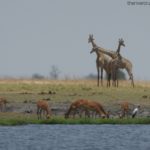 Chobe River Impalas And Giraffes